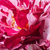 Purpuriu - alb - Trandafir pentru straturi Floribunda - New Imagine